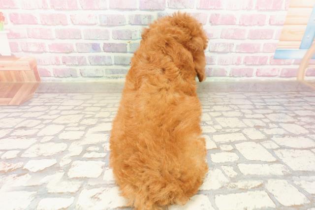 北海道のトイプードル(トイ) (Coo&RIKU岩見沢店/2025年8月8日生まれ/男の子/レッド)の子犬の4枚目の画像