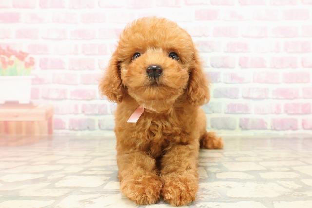 東京都のトイプードル(トイ) (Coo&RIKU足立本店/2025年8月8日生まれ/男の子/レッド)の子犬の1枚目の画像