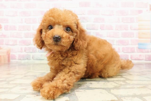 東京都のトイプードル(トイ) (Coo&RIKU足立本店/2025年8月8日生まれ/男の子/レッド)の子犬の2枚目の画像