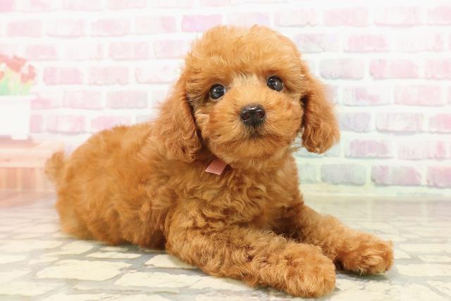 東京都のトイプードル(トイ) (Coo&RIKU足立本店/2025年8月8日生まれ/男の子/レッド)の子犬の3枚目の画像