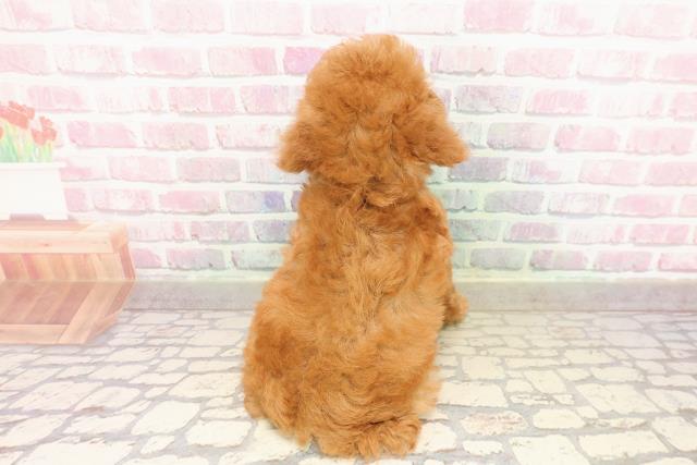 東京都のトイプードル(トイ) (Coo&RIKU足立本店/2025年8月8日生まれ/男の子/レッド)の子犬の4枚目の画像