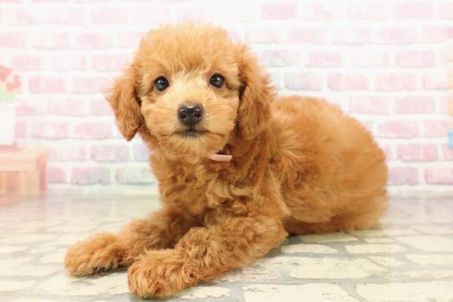 三重県のトイプードル(トイ) (Coo&RIKU津高茶屋店/2025年8月8日生まれ/女の子/レッド)の子犬の2枚目の画像