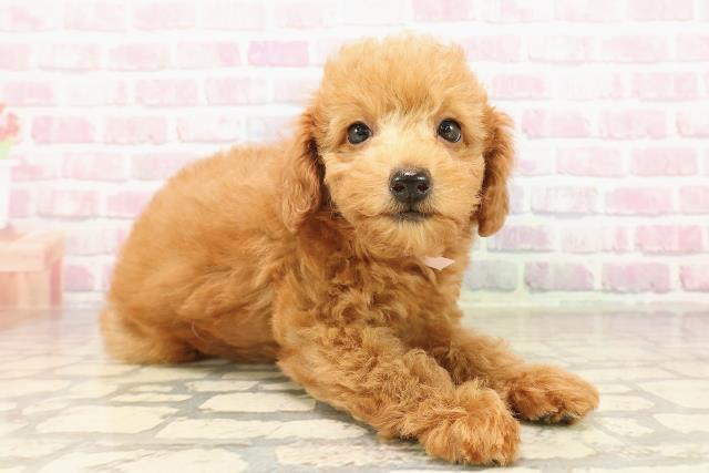 三重県のトイプードル(トイ) (Coo&RIKU津高茶屋店/2025年8月8日生まれ/女の子/レッド)の子犬の3枚目の画像