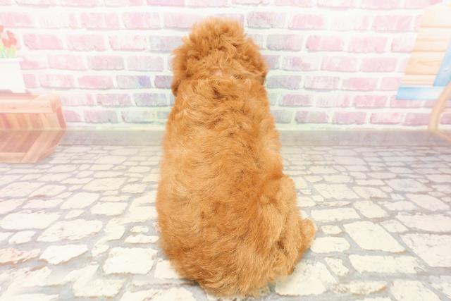三重県のトイプードル(トイ) (Coo&RIKU津高茶屋店/2025年8月8日生まれ/女の子/レッド)の子犬の4枚目の画像