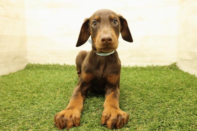 北海道のドーベルマン (Coo&RIKU札幌東店/2025年8月9日生まれ/男の子/チョコレートタン)の子犬の1枚目の画像