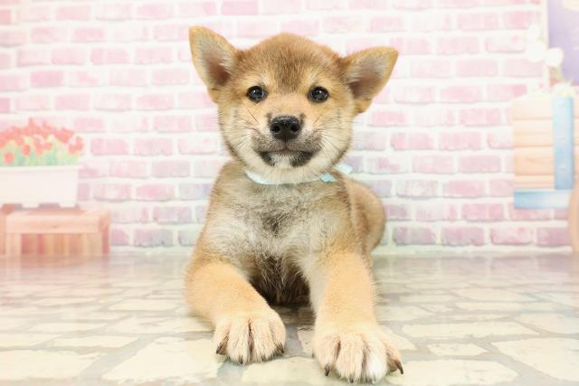 柴犬