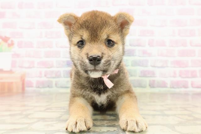 柴犬