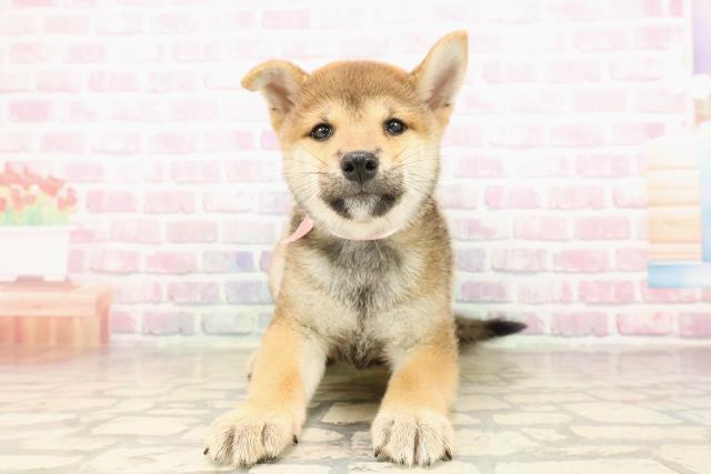 柴犬