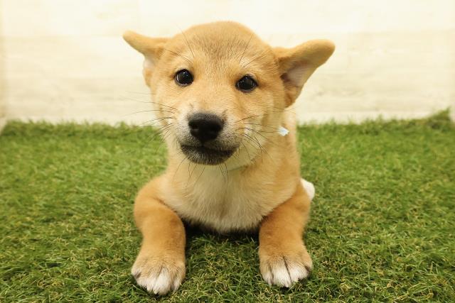 柴犬