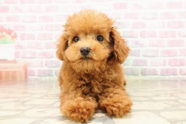 北海道のトイプードル(トイ) (Coo&RIKU札幌西店/2025年8月2日生まれ/男の子/レッド)の子犬の1枚目の画像