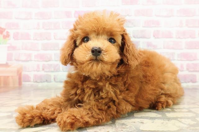 北海道のトイプードル(トイ) (Coo&RIKU札幌西店/2025年8月2日生まれ/男の子/レッド)の子犬の2枚目の画像