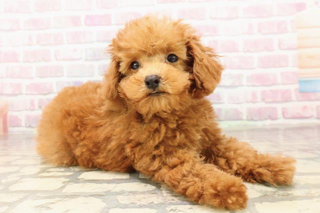 北海道のトイプードル(トイ) (Coo&RIKU札幌西店/2025年8月2日生まれ/男の子/レッド)の子犬の3枚目の画像