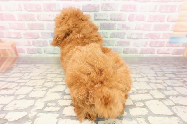 北海道のトイプードル(トイ) (Coo&RIKU札幌西店/2025年8月2日生まれ/男の子/レッド)の子犬の4枚目の画像