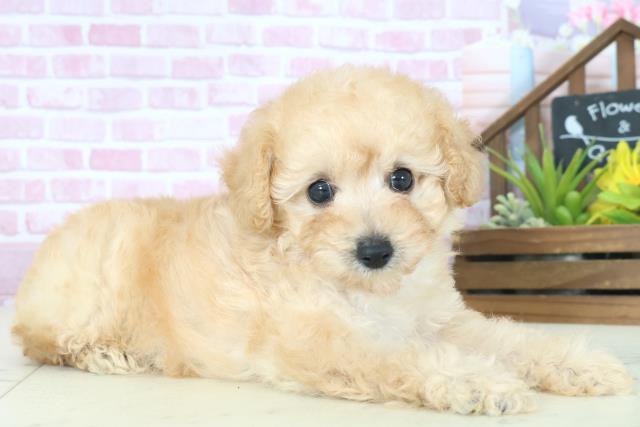 鹿児島県のトイプードル(トイ) (Coo&RIKU鹿屋店/2025年8月10日生まれ/男の子/アプリコット)の子犬の2枚目の画像