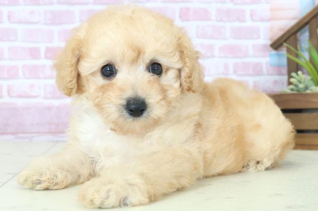 鹿児島県のトイプードル(トイ) (Coo&RIKU鹿屋店/2025年8月10日生まれ/男の子/アプリコット)の子犬の3枚目の画像