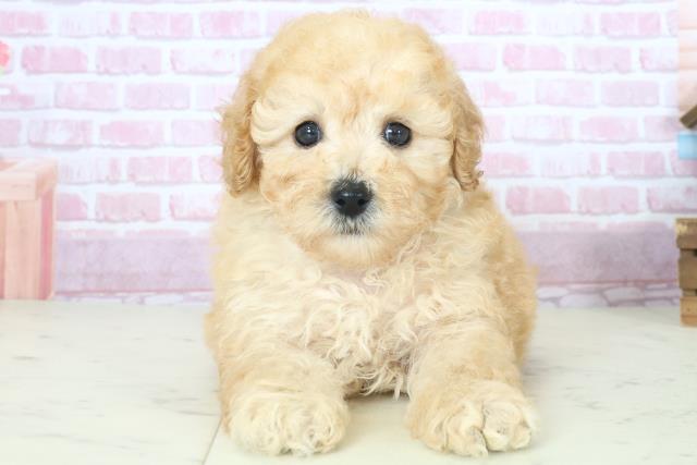 福岡県のトイプードル(トイ) (Coo&RIKU小倉店/2025年8月10日生まれ/男の子/アプリコット)の子犬の1枚目の画像