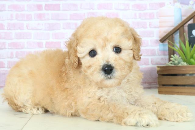 福岡県のトイプードル(トイ) (Coo&RIKU小倉店/2025年8月10日生まれ/男の子/アプリコット)の子犬の2枚目の画像
