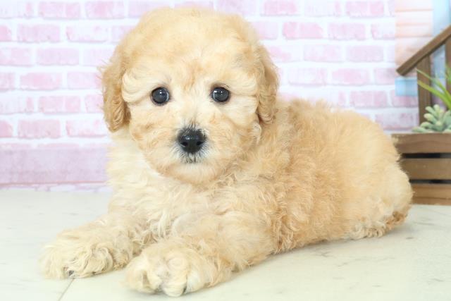 福岡県のトイプードル(トイ) (Coo&RIKU小倉店/2025年8月10日生まれ/男の子/アプリコット)の子犬の3枚目の画像