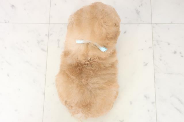 福岡県のトイプードル(トイ) (Coo&RIKU小倉店/2025年8月10日生まれ/男の子/アプリコット)の子犬の4枚目の画像