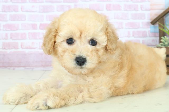 福岡県のトイプードル(トイ) (Coo&RIKU福岡西店/2025年8月10日生まれ/女の子/アプリコット)の子犬の3枚目の画像
