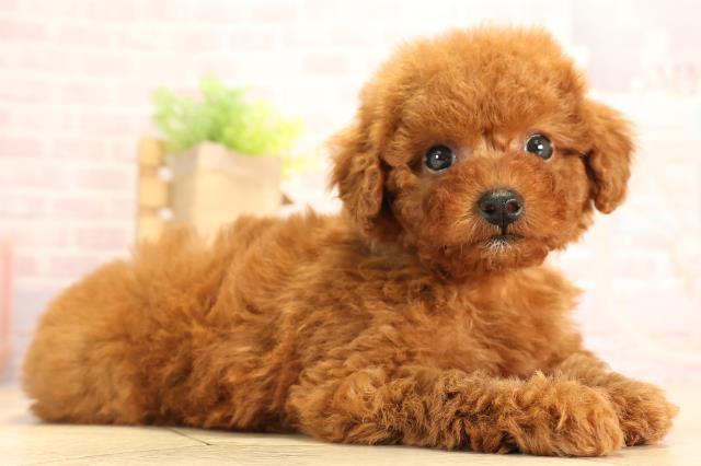 北海道のトイプードル(トイ) (Coo&RIKU釧路店/2025年3月1日生まれ/女の子/レッド)の子犬の2枚目の画像