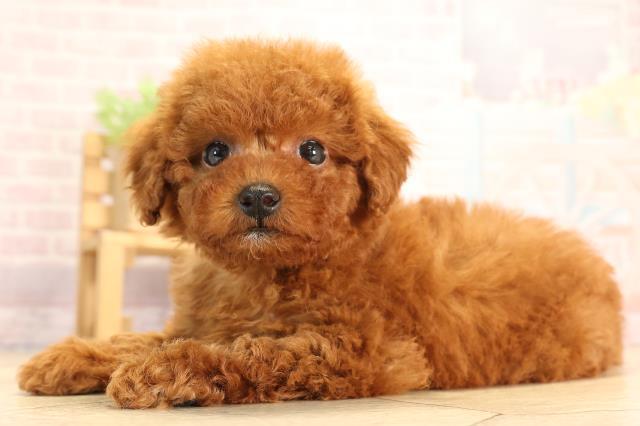 北海道のトイプードル(トイ) (Coo&RIKU釧路店/2025年3月1日生まれ/女の子/レッド)の子犬の3枚目の画像