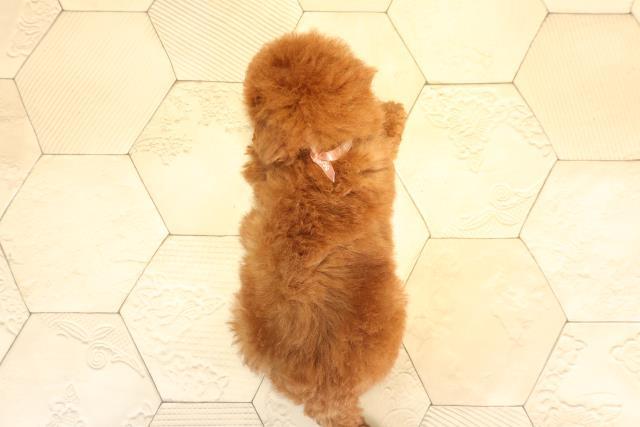 北海道のトイプードル(トイ) (Coo&RIKU釧路店/2025年3月1日生まれ/女の子/レッド)の子犬の4枚目の画像