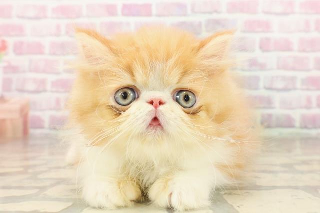 東京都のエキゾチック (Coo&RIKU下北沢店/2025年8月10日生まれ/男の子/レッドホワイト)の子猫の1枚目の画像