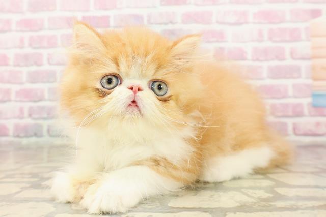 東京都のエキゾチック (Coo&RIKU下北沢店/2025年8月10日生まれ/男の子/レッドホワイト)の子猫の2枚目の画像