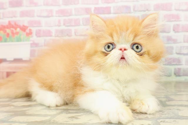 東京都のエキゾチック (Coo&RIKU下北沢店/2025年8月10日生まれ/男の子/レッドホワイト)の子猫の3枚目の画像