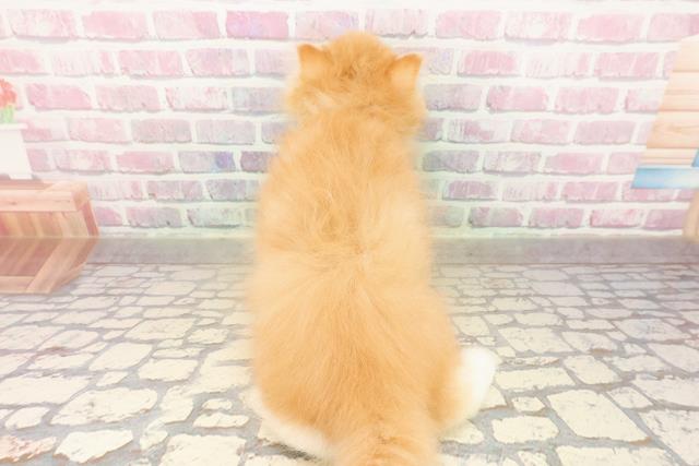東京都のエキゾチック (Coo&RIKU下北沢店/2025年8月10日生まれ/男の子/レッドホワイト)の子猫の4枚目の画像