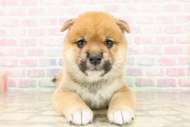 東京都の柴犬(標準サイズ) (Coo&RIKU東久留米店/2025年8月11日生まれ/男の子/赤)の子犬の1枚目の画像