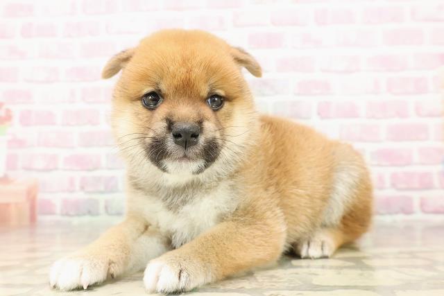 東京都の柴犬(標準サイズ) (Coo&RIKU東久留米店/2025年8月11日生まれ/男の子/赤)の子犬の2枚目の画像
