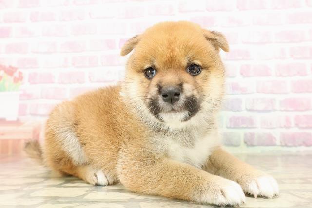 東京都の柴犬(標準サイズ) (Coo&RIKU東久留米店/2025年8月11日生まれ/男の子/赤)の子犬の3枚目の画像