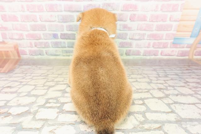 東京都の柴犬(標準サイズ) (Coo&RIKU東久留米店/2025年8月11日生まれ/男の子/赤)の子犬の4枚目の画像