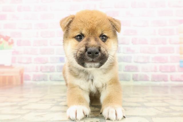 柴犬