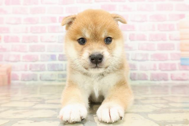 柴犬