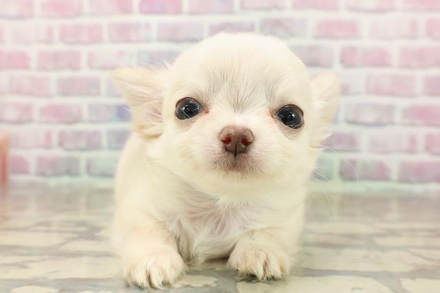 北海道のチワワ(ロング) (Coo&RIKU北見店/2025年8月5日生まれ/男の子/クリーム)の子犬の1枚目の画像