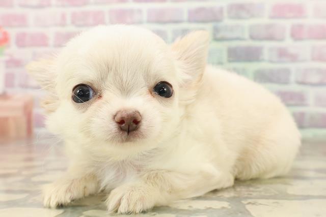 北海道のチワワ(ロング) (Coo&RIKU北見店/2025年8月5日生まれ/男の子/クリーム)の子犬の2枚目の画像