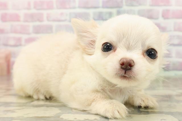 北海道のチワワ(ロング) (Coo&RIKU北見店/2025年8月5日生まれ/男の子/クリーム)の子犬の3枚目の画像