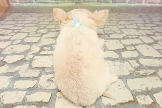 北海道のチワワ(ロング) (Coo&RIKU北見店/2025年8月5日生まれ/男の子/クリーム)の子犬の4枚目の画像