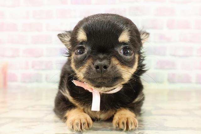東京都のチワワ(ロング) (Coo&RIKU新宿三丁目店/2025年8月5日生まれ/女の子/ブラックタン)の子犬の1枚目の画像