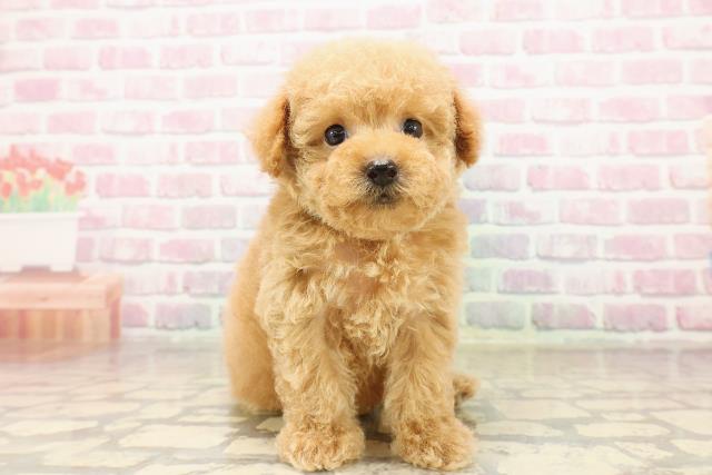 東京都のトイプードル(トイ) (Coo&RIKU吉祥寺店/2025年8月10日生まれ/男の子/アプリコット)の子犬の1枚目の画像