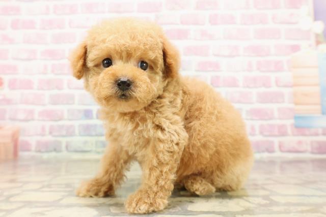 東京都のトイプードル(トイ) (Coo&RIKU吉祥寺店/2025年8月10日生まれ/男の子/アプリコット)の子犬の2枚目の画像