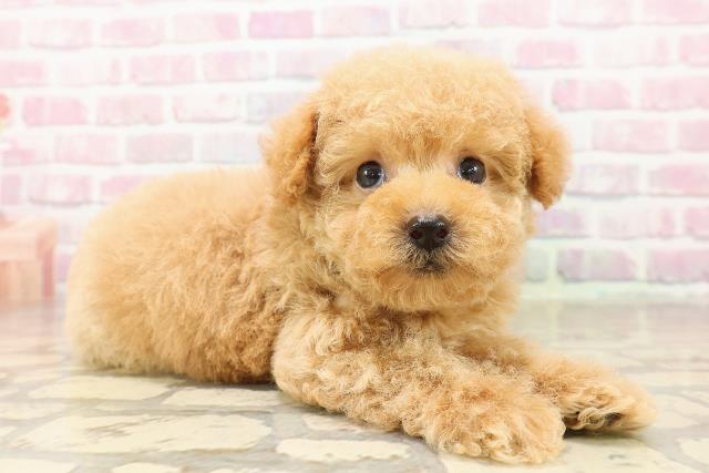 東京都のトイプードル(トイ) (Coo&RIKU吉祥寺店/2025年8月10日生まれ/男の子/アプリコット)の子犬の3枚目の画像