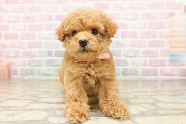 東京都のトイプードル(トイ) (Coo&RIKU自由が丘店/2025年8月10日生まれ/女の子/レッド)の子犬の1枚目の画像