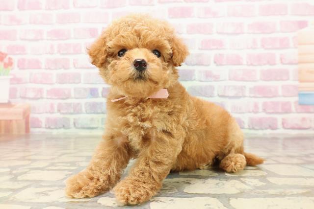 東京都のトイプードル(トイ) (Coo&RIKU自由が丘店/2025年8月10日生まれ/女の子/レッド)の子犬の2枚目の画像