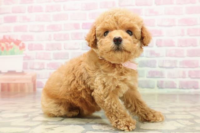 東京都のトイプードル(トイ) (Coo&RIKU自由が丘店/2025年8月10日生まれ/女の子/レッド)の子犬の3枚目の画像