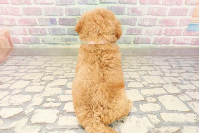 東京都のトイプードル(トイ) (Coo&RIKU自由が丘店/2025年8月10日生まれ/女の子/レッド)の子犬の4枚目の画像