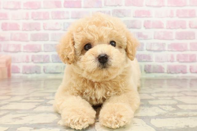 東京都のトイプードル(トイ) (Coo&RIKU阿佐ヶ谷店/2025年8月10日生まれ/女の子/クリーム)の子犬の1枚目の画像